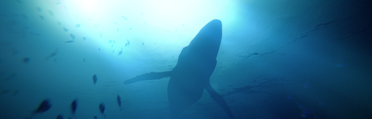 Under The Waves